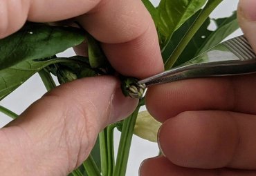 Tecnología chilena busca revolucionar el control de calidad en la producción de semillas