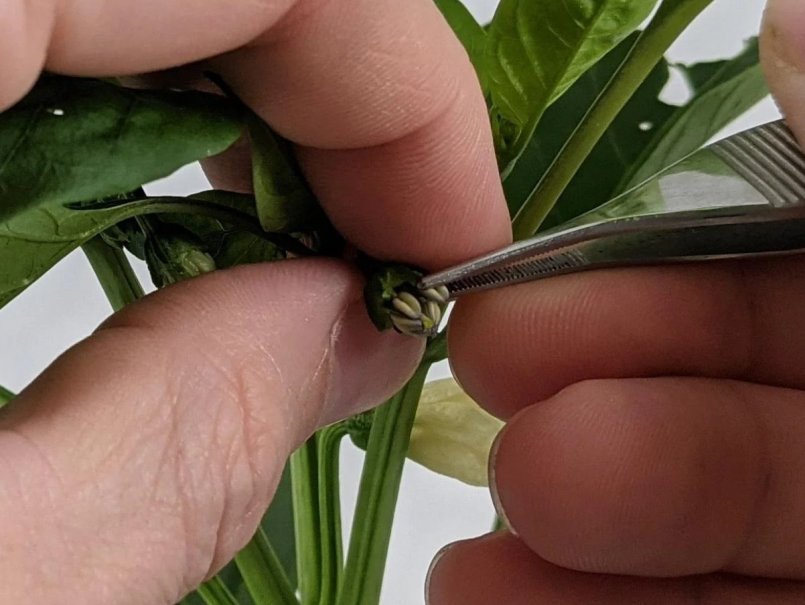 Chilean technology seeks to revolutionize quality control in seed production