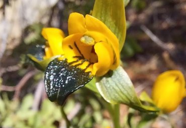 Académico lidera pionera investigación que analiza vínculo entre orquídeas nativas y hongos