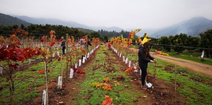 Alumnos de 5° año desarrollan práctico de poda en viñedo de docencia