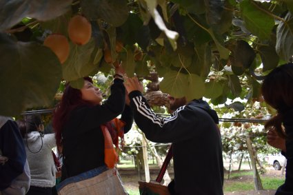 Estudiantes de primer año realizan actividad práctica cosechando kiwis de la Estación Experimental