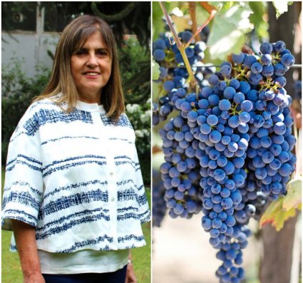 Profesora Ximena Besoain adjudica Fondecyt Regular para investigar enfermedad Botryosphaeria dieback en el cv. Cabernet Sauvignon en Chile Central