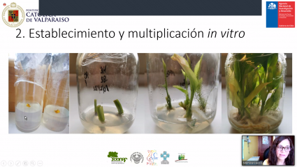 Escuela de Agronomía se une al Día de la Salud entregando plantas nativas medicinales propagadas in vitro a la comunidad de Rapa Nui