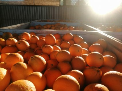 Estación Experimental La Palma realiza importante donación de naranjas a Fundación BanAmor