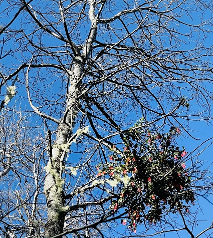 La Vida al Límite: Investigación Revela los Secretos de los Bosques Andinos y su Ecosistema Extremo