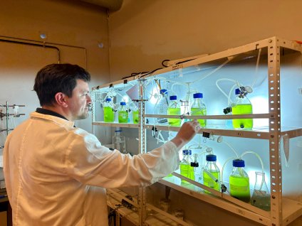 Con Inteligencia Artificial mejoran bioprocesos de microalgas con gran aplicación en la industria