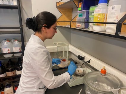 Estudian propiedades antimicrobianas y anticancerígenas del germen de trigo para producir alimentos funcionales