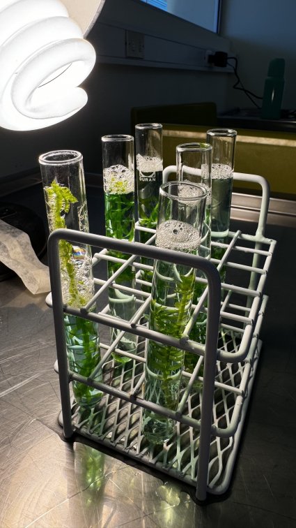 Profesores del Instituto de Biología PUCV participan de la realización del Programa Propedéutico para alumnos de enseñanza media