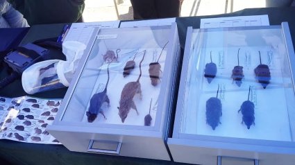 Instituto de Biología participó en Festival de las Ciencias 2025