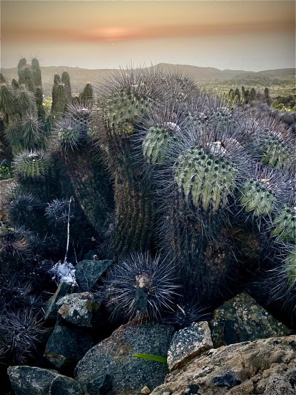 Profesor Gastón Carvallo participa en proyecto sobre Desierto Florido