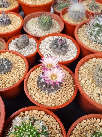 Instituto de Biología participó de Fiesta de los Cactus en Jardín Botánico Nacional