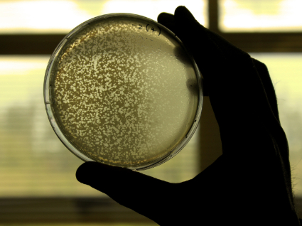 Enemigos naturales de las bacterias: Profesor del IB explica su investigación sobre bacteriófagos