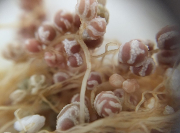 Investigadores de la PUCV buscan solución biológica para recuperar suelos salinizados