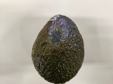 PUCV impulsa estudio internacional para mejorar la calidad de la palta Hass chilena