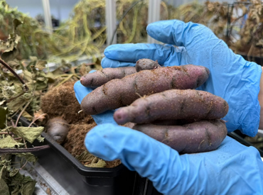 PUCV investiga cómo la agricultura vertical puede impactar atributos de calidad deseados en papas nativas de Chiloé